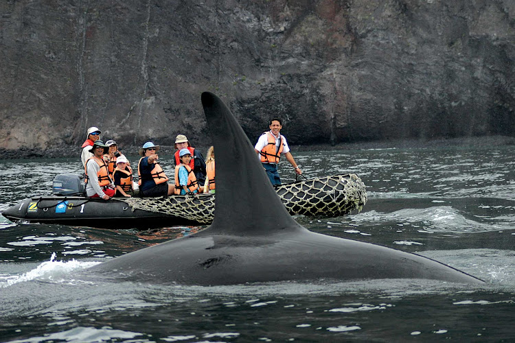 An orca whale rides alongside visitors in a Zodiac boat during a Lindblad tour of the Galápagos Islands.