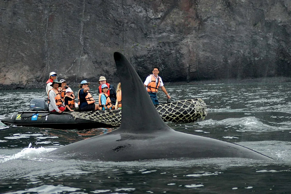 Lindblad-Expeditions-Galapagos-Orca - An orca whale rides alongside visitors in a Zodiac boat  during a Lindblad tour of the Galápagos Islands.