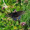 Black swallowtail (female)
