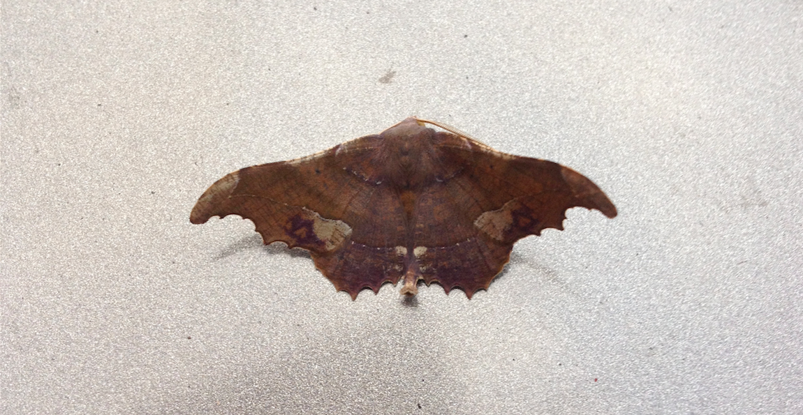 Patalene moth