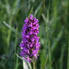 Common marsh orchid