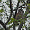 Barred Owl (predator-prey)