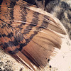 North American Wild Turkey