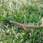 Northern Brownsnake