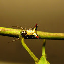 Arrow-shaped Micrathena spider