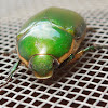 Anomala Scarab Beetle