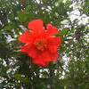 Pomegranate Tree Blossom