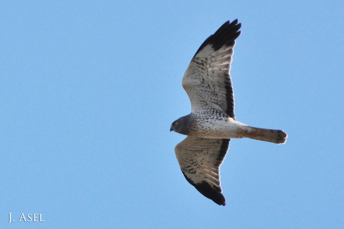 Northern Harrier (NOHA)