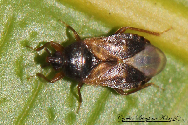 Lyctocorid Bug