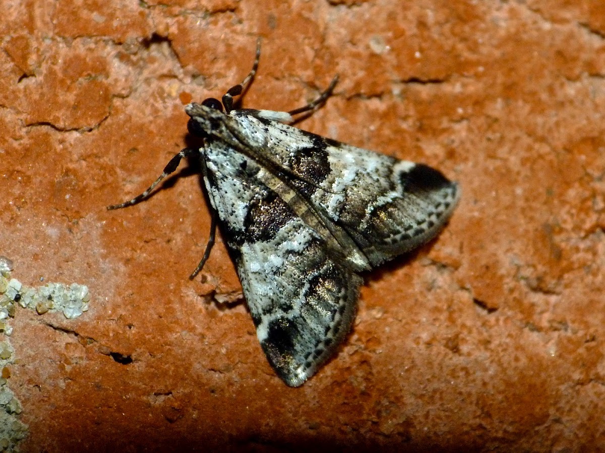 Watson's tallula moth