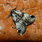 Watson's tallula moth