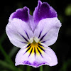 Wild Pansy