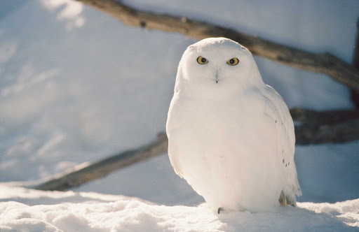 snowy-owl-Quebec - A snowy owl spotted during a wildlife excursion in Quebec.