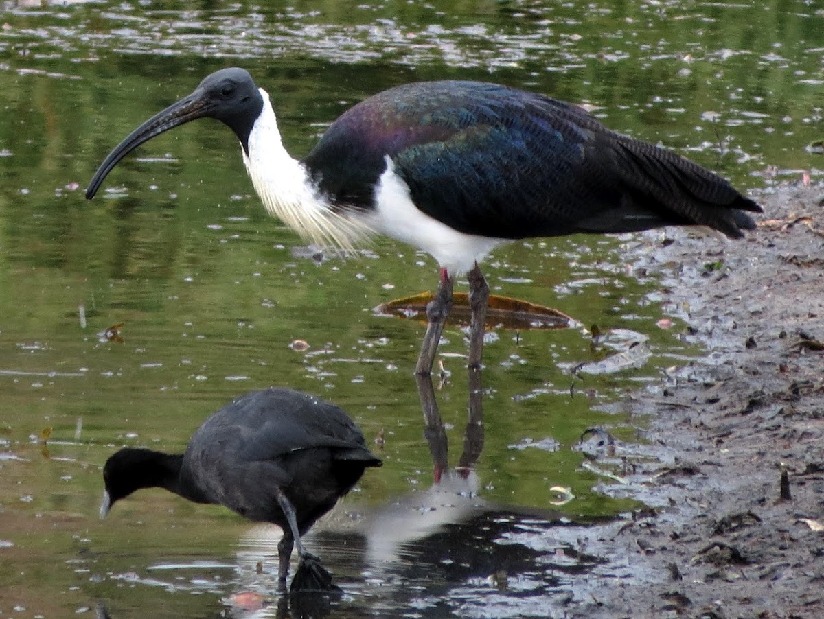 Straw-necked ibis