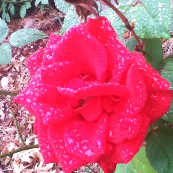 Rose | Project Noah