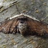 undetermined moth