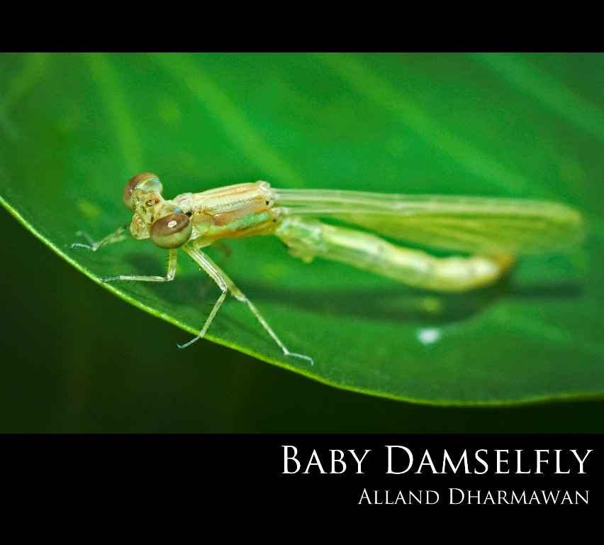 Baby Damselfly