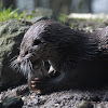 European Otter / Fischotter