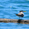 Great-Crested Tern