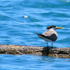 Great-Crested Tern