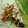 Large milkweed bug (adults, nymphs, & molt)