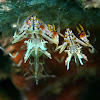 Spiny Tiger Shrimps