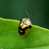 Mottled tortoise beetle