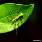 Assassin bug