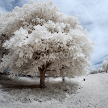 Infrared by Mark Bond -  