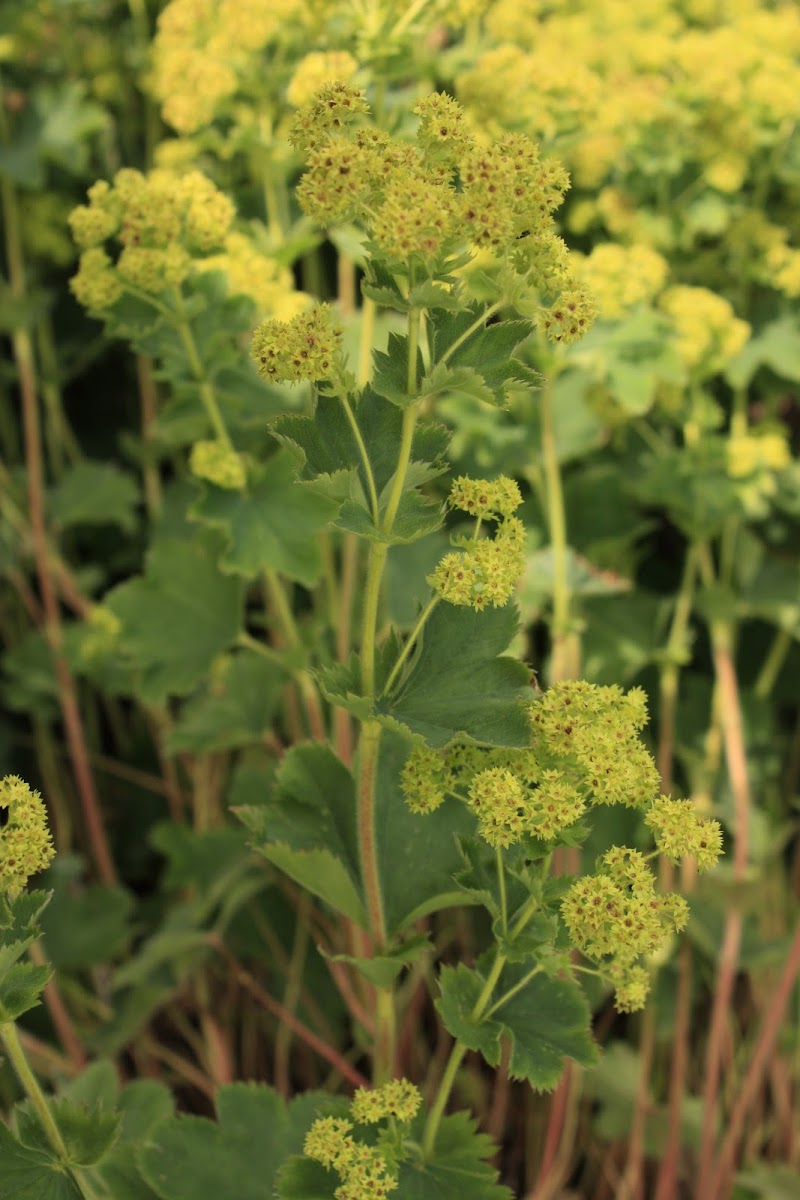 Lady's mantle