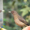 clay colored robin/thrush