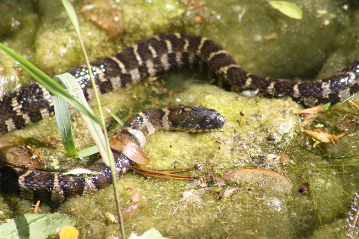 Northern Water Snake (Juvenile)