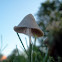 White Dunce Cap Common Mushroom