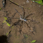 Fishing Spider