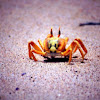 Orange Ghost crab