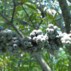 Wax Myrtle          Southern Bayberry