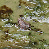 Round tongued floating frog?