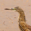 Garcilla cangrejera (Squacco Heron)