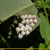 Unnidentified insect eggs (hatched)