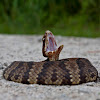 Eastern Water Moccasin/Cottonmouth