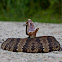 Eastern Water Moccasin/Cottonmouth