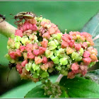 Tawa-tawa, Asthma Weed