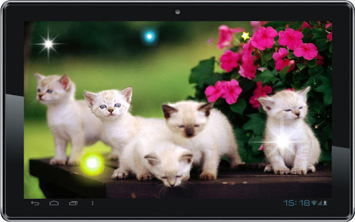 【免費個人化App】Kittens Voice live wallpaper-APP點子