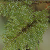 Dendroid Moss