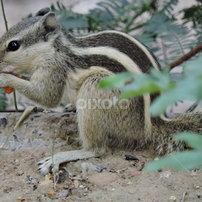 Squirrel by Bharat Darji - Animals Other Mammals
