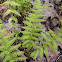 New York fern