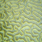 Closed brain coral