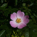 Wild Rose