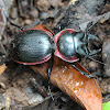 Red-bordered Ground Beetle