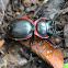 Red-bordered Ground Beetle